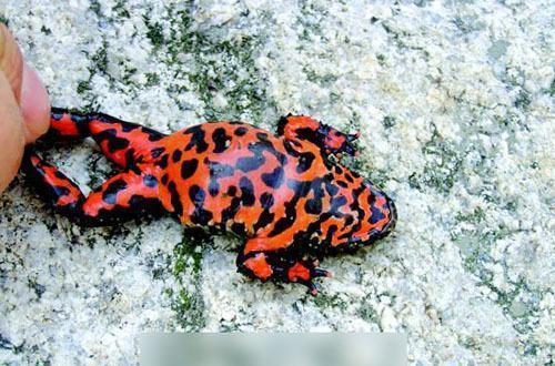 历史上武侠传说中的十大“神药”，这些神药在现实中又到底是啥？