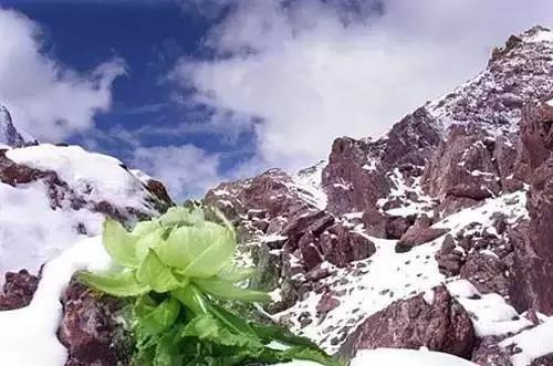 历史上武侠传说中的十大“神药”，这些神药在现实中又到底是啥？