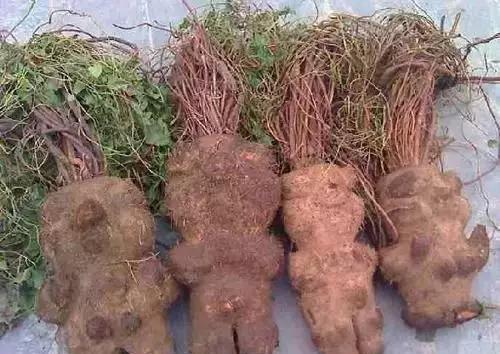 历史上武侠传说中的十大“神药”，这些神药在现实中又到底是啥？