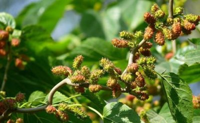 ​前不栽桑,后不栽柳什么意思?有着怎样的讲究?