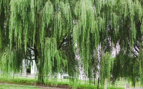 前不栽桑,后不栽柳什么意思?有着怎样的讲究?