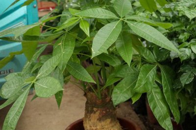 ​发财树几天浇一次水