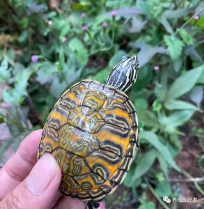 ​乌龟的龟壳除了好看，还有很多大用处呢