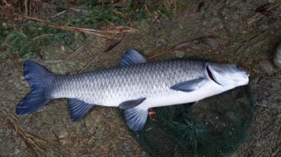 青鱼为什么叫死人鱼(青鱼被叫鬼鱼的3个原因)