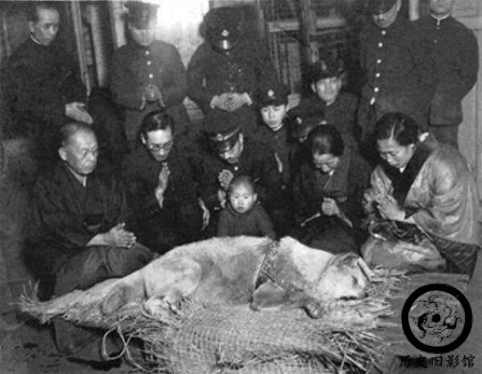 一组历史罕见老照片：图二是长相奇怪的类人猿，图三骑手很漂亮