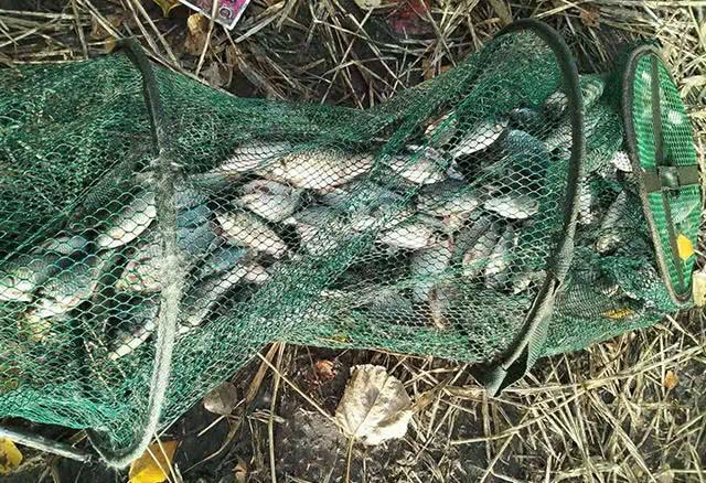 夏季钓鱼，钓友别再纠结钓深还是浅，看完你就知道怎么钓了