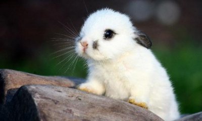 侏儒海棠兔怎么养?侏儒海棠兔吃什么?