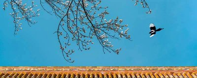 ​常见鸟类的本领 常见鸟类的本领和特征