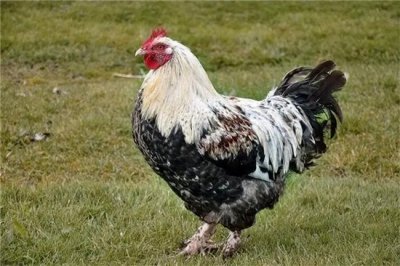 ​属鸡的性格优点和缺点有什么