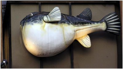 ​犰狳，除人类外自然界唯一的麻风病杆菌宿主