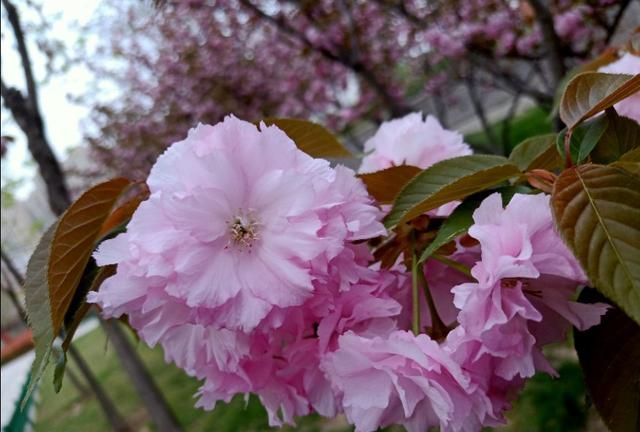 可以在家做的生意，在家里做什么能挣钱?最适合在家做的好生意？图5