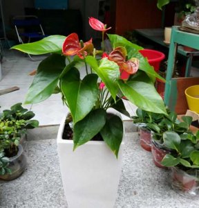 ​春夏秋冬四个季节的花，从年头开到年尾，只要晒一晒，能开360天