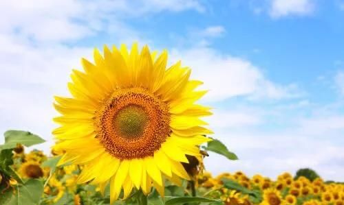 向日葵真正的花语，向日葵鲜花的花语是什么？情人节就只能送玫瑰?吗？图5