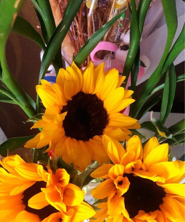 向日葵真正的花语，向日葵鲜花的花语是什么？情人节就只能送玫瑰?吗？图4