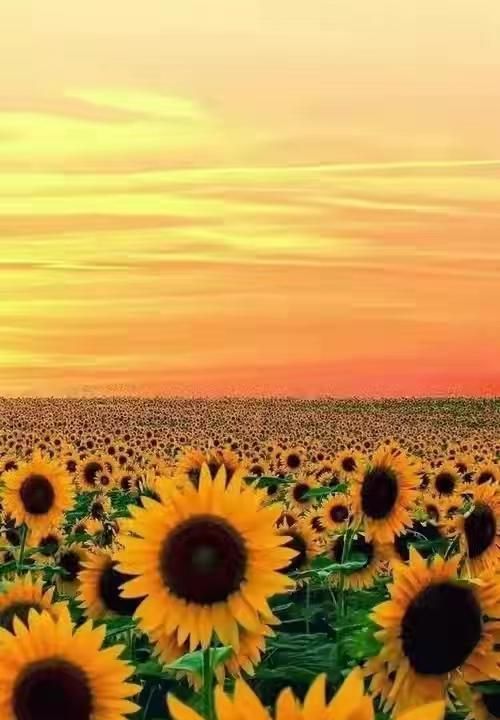 向日葵真正的花语，向日葵鲜花的花语是什么？情人节就只能送玫瑰?吗？图1