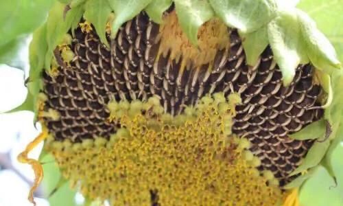 向日葵真正的花语，向日葵鲜花的花语是什么？情人节就只能送玫瑰?吗？图6