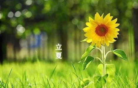 立夏雨夜感慨的