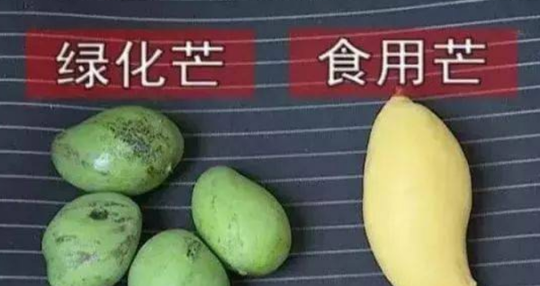 绿化芒果能不能吃,绿化芒果能不能吃?图4