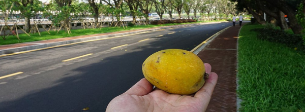 绿化芒果能不能吃,绿化芒果能不能吃?图3