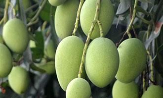 路边的绿化芒果可以吃吗?