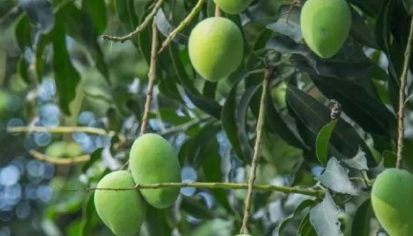 绿化芒果能不能吃,绿化芒果能不能吃?图5
