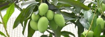 ​绿化芒果能不能吃,绿化芒果能不能吃?
