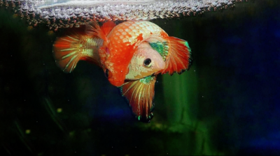 泰国斗鱼繁殖详细教程(泰国斗鱼的繁殖步骤分享,注意要点和技巧概述,水族经