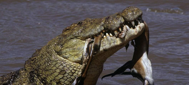 人工养的鳄鱼会吃人吗