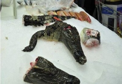 鳄鱼可以吃吗,人工养殖鳄龟可以吃吗?
