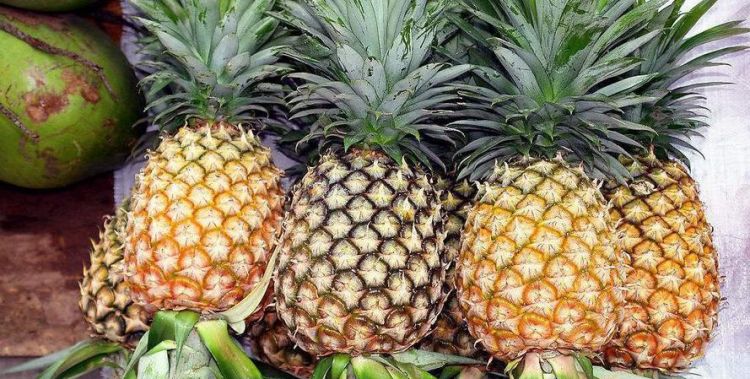凤梨和菠萝是一样的水果吗