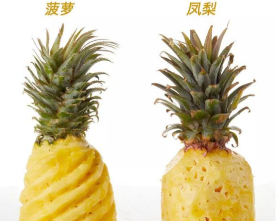 凤梨和菠萝一样 ,凤梨和菠萝是一样的水果吗图3