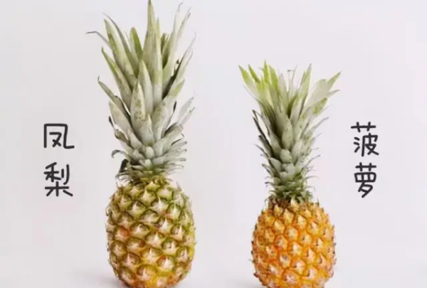 凤梨和菠萝一样 ,凤梨和菠萝是一样的水果吗图4