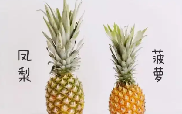 凤梨和菠萝一样 ,凤梨和菠萝是一样的水果吗图2
