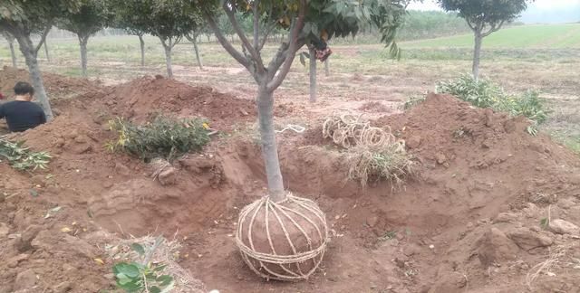 板栗发芽了煮熟能吃吗，刚买来的板栗包在袋子里2天竟然发芽了，请问还能煮来吃吗？图7