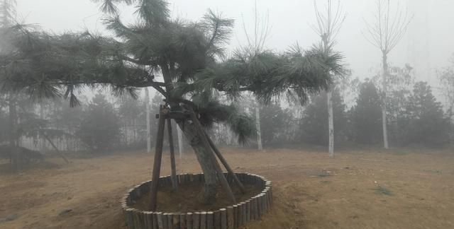 板栗发芽了煮熟能吃吗，刚买来的板栗包在袋子里2天竟然发芽了，请问还能煮来吃吗？图5