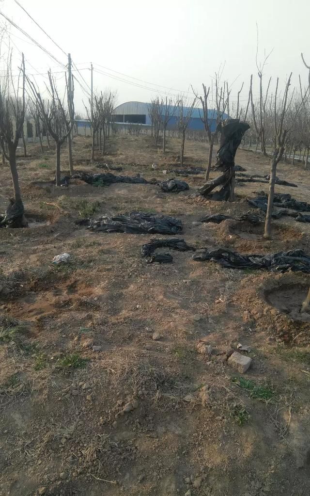 板栗发芽了煮熟能吃吗，刚买来的板栗包在袋子里2天竟然发芽了，请问还能煮来吃吗？图4