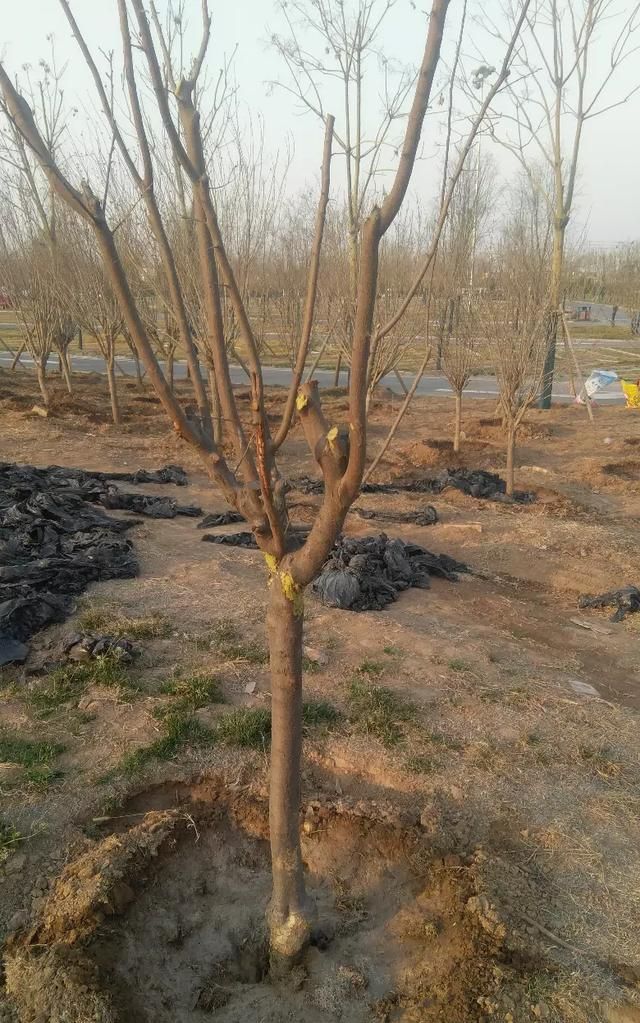 板栗发芽了煮熟能吃吗，刚买来的板栗包在袋子里2天竟然发芽了，请问还能煮来吃吗？图3