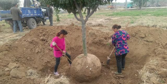 板栗发芽了煮熟能吃吗，刚买来的板栗包在袋子里2天竟然发芽了，请问还能煮来吃吗？图6