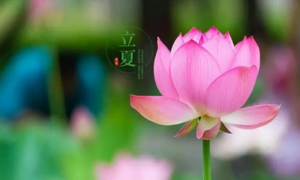 立夏祝福语简短,立夏祝福语图1