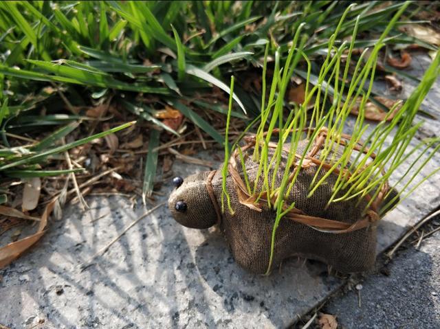 草苗龟的饲养方法（草头娃娃如何种植一只）(18)