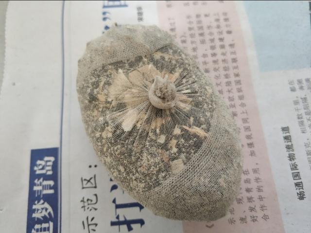 草苗龟的饲养方法（草头娃娃如何种植一只）(10)