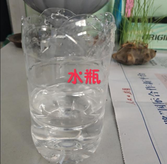 草苗龟的饲养方法（草头娃娃如何种植一只）(4)