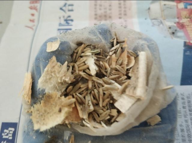 草苗龟的饲养方法（草头娃娃如何种植一只）(7)