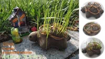 草苗龟的饲养方法(草头娃娃如何种植一只)