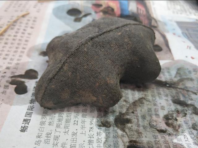 草苗龟的饲养方法（草头娃娃如何种植一只）(15)