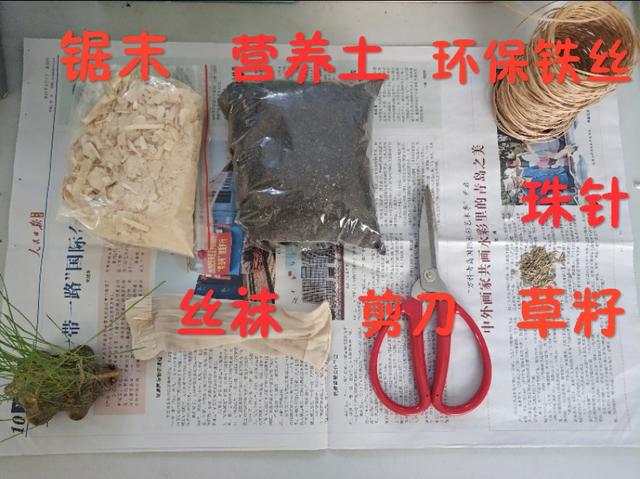 草苗龟的饲养方法（草头娃娃如何种植一只）(3)