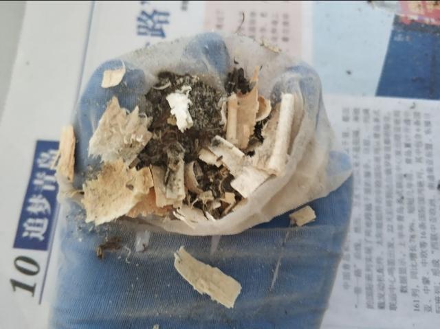 草苗龟的饲养方法（草头娃娃如何种植一只）(6)