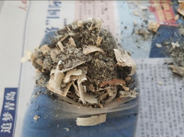 草苗龟的饲养方法（草头娃娃如何种植一只）(8)