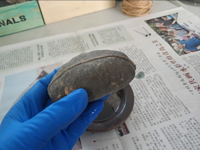 草苗龟的饲养方法（草头娃娃如何种植一只）(12)