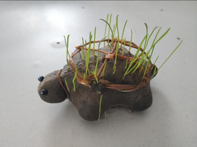 草苗龟的饲养方法（草头娃娃如何种植一只）(17)